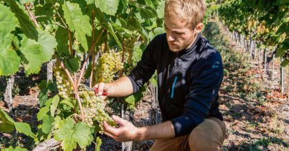 Ein Mann schneidet in einem Weinberg Trauben.
